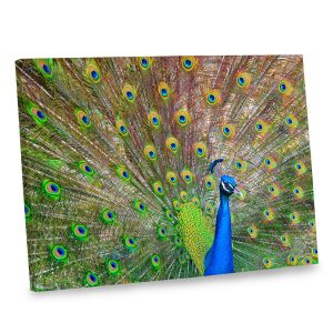 Add the stunning beauty of a peacock into your decor with our peacock canvas photo print