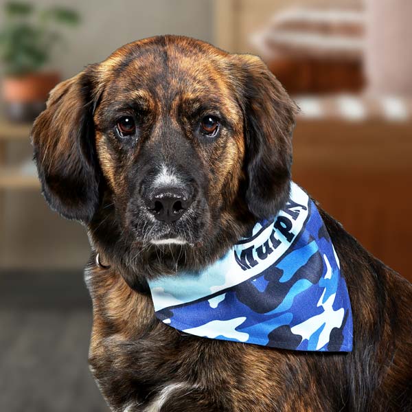 Create a personalized bandana for your pet to wear with their name and a fun pattern